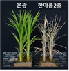 저온에 잘 견디는 '벼 유묘기' 유전자 선발 마커 개발