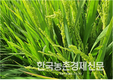 UAE사막 벼 실증재배 수확량 국내보다 높아