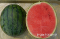 ‘씨 없는 수박’, ‘미니 수박’으로 글로벌 시장 개척