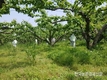 '과수화상병' 확산 빨라져... '농가-당국 긴장'