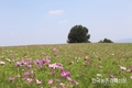 농협 안성팜랜드, SUMMER FLOWER 보러 오세요