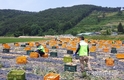 내년 농식품분야 '쥐꼬리' 예산(?)... '또 홀대'