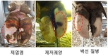 '젖소' 생산성 향상은 발굽관리부터