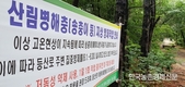 '매미나방' 창궐 심각한 상황