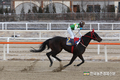 승용마 번식기술 노하우?