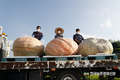 초대형 '슈퍼호박' 465kg 수확...국내 기록 화제