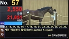 '경주마' 2세 경매부진... 낙찰률 20%까지 떨어져