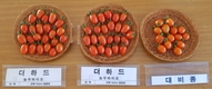 [농/사/현/장]토마토 농사 30년 김영섭 농가가 말하는 고품질 토마토 품종 추천 노하우?