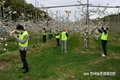 농협 축산물도매분사, ‘사과농장 일손돕기’에 구슬땀
