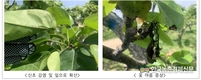과수화상병 출몰...증상 빨라져