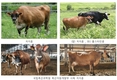 젖소 ‘저지종’ 품종 낙농산업 활성화에 박차