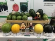 '애플수박까지'... 이색 기능성 수박 즐비
