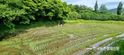 '양파' 수급불안 조짐...수확량 4% 줄어들 전망