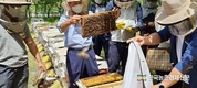 ‘벌꿀작황’ 심각한 흉작… 꿀맛 다 봤나(?)