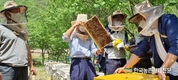 ‘벌꿀작황’ 심각한 흉작… 꿀맛 다 봤나(?)