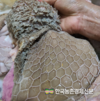 흑염소 '농후사료와 펫렛사료' 사육효과 커