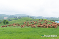 축평원, '축산물 탐정' KAPE 대학생 서포터즈 모집