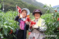 고추 '4줄기 재배' 새기술로 20% 더 수확!