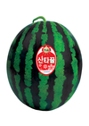 수박 '돈되는 품종' 어디없나?