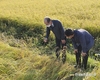공공비축용 '벼' 매입검사 본격 추진