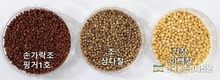 '손가락조' 골다공증 예방효과 커