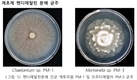 제초제 '펜디메탈린' 분해곰팡이 발굴
