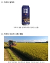 ‘가루미’ 벼 신품종... '쌀맥주' 확산 기대