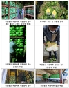 대아청과, '저장배추' 12년간 전수조사 성과... 