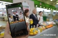 제주 농산물 '만감류' 라이브커머스
