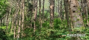 산림청장에 남성현 전 국립산림과학원장 임명