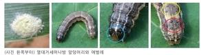 '열대거세미나방' 유충 발견즉시 신고, 방제 당부