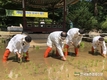 ‘일상 회복과 풍년 기원’... 도심 속 전통 손 모내기