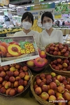 '천도복숭아' 첫 출하!