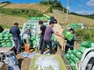 가락시장 '배추' 파렛트 하차거래 '청신호'
