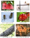 '체리’ 재배 급증