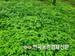 '산양삼' 채종포 지정