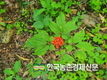 '산양삼' 채종포 지정