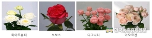 각양각색 '우수 장미품종’ 한자리에