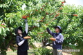 '과일산업대전'...12월 2일 대구에서 개최