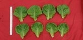 부드럽고 아삭한 양상추 ‘홀리다’