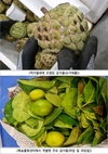'생과일' 불법 해외직구 주의해야