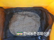 '산양삼' 씨앗관리 효과 높여