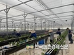국산 딸기 ‘고슬’ 품종 기술수출