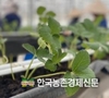 국산 딸기 ‘고슬’ 품종 기술수출