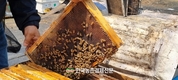 그린피스 “꽃·나무 면적 2배 이상 늘려야 꿀벌 집단폐사 막을 수 있어”