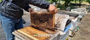 그린피스 “꽃·나무 면적 2배 이상 늘려야 꿀벌 집단폐사 막을 수 있어”