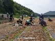 '양파수확' 일손 지원