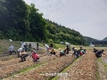 '양파수확' 일손 지원