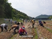 '양파수확' 일손 지원