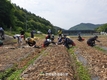 '양파수확' 일손 지원